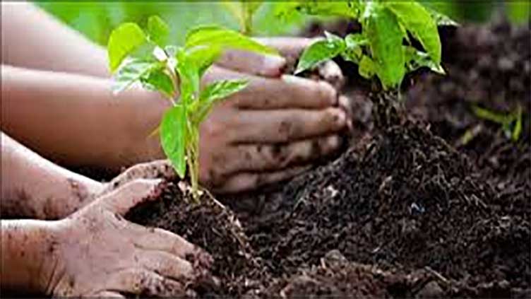 Punjab launches mass tree plantation drive to curb smog