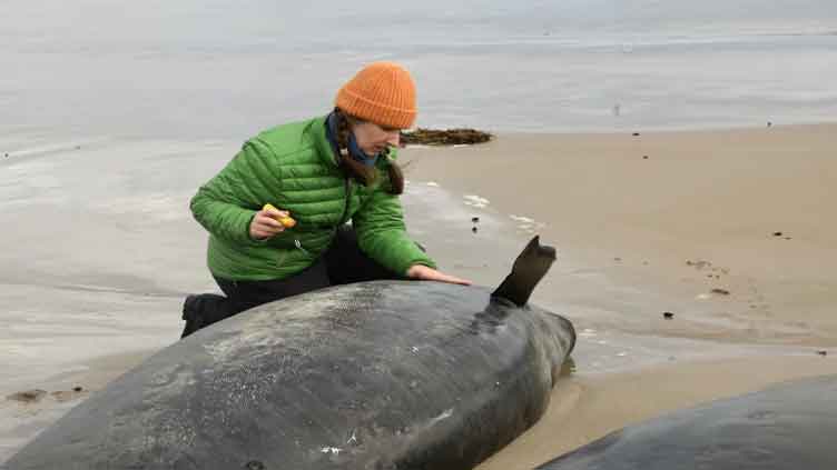 More than 150 whales stranded on beach in Australia's Tasmania state