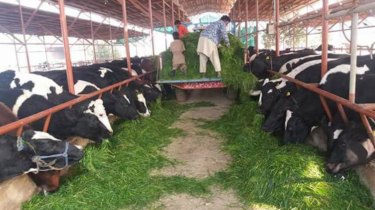 Punjab to introduce modern dairy farming system with Italian collaboration