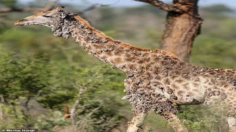 Viral disease: Photos show giraffe covered with hundreds of skin lesions