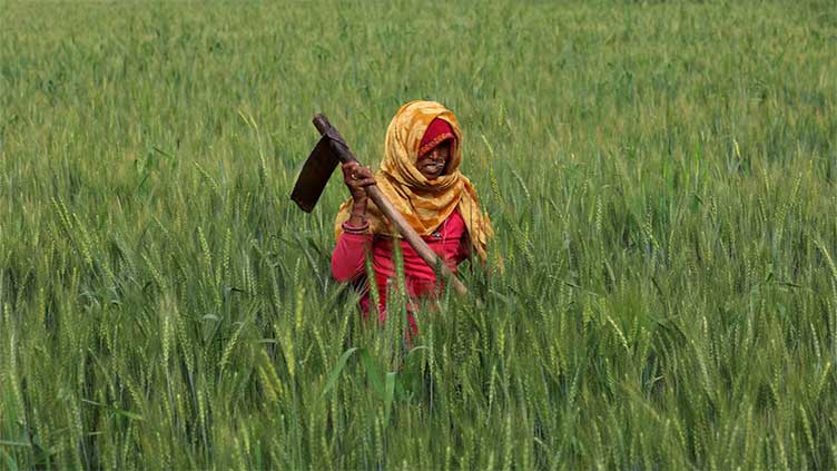 India braces for scorching March, wheat crop at risk, sources say