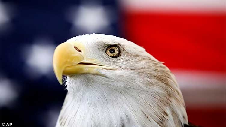 Social media comments after bald eagle declared America's national bird