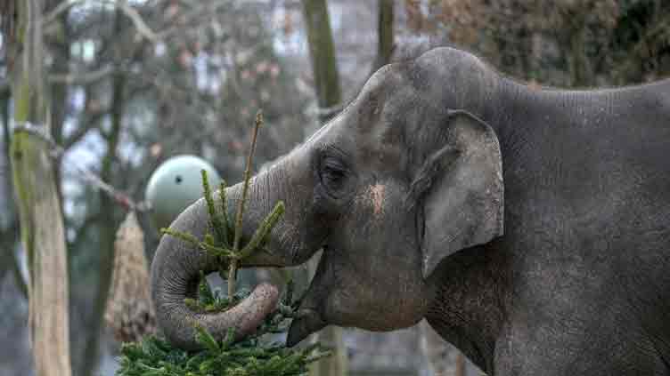 It's Christmas for elephants as unsold trees are fed to animals at Berlin Zoo