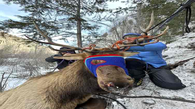 US wildlife officials rescue deer tangled in rope on ice climbing route