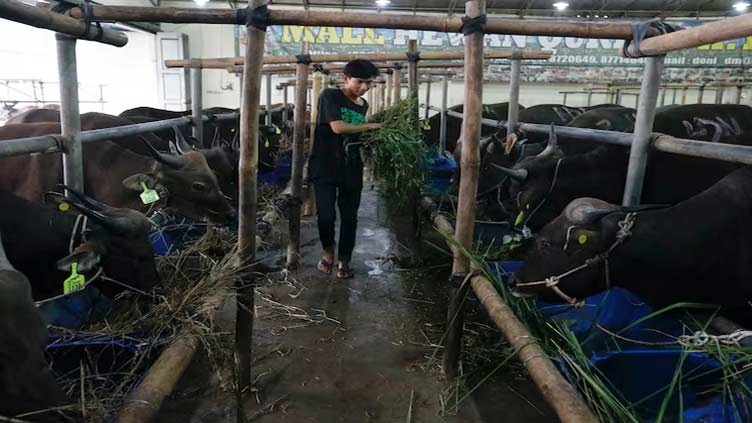 Indonesian government tells ranchers to import cattle for school meals programme