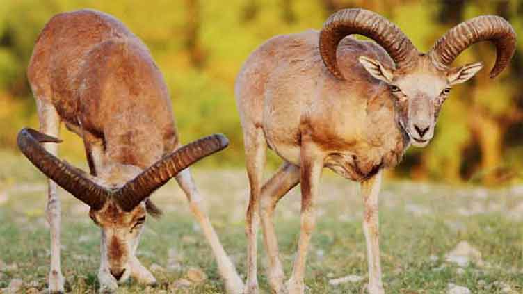 Punjab resumes Trophy Hunting of Urial after two years