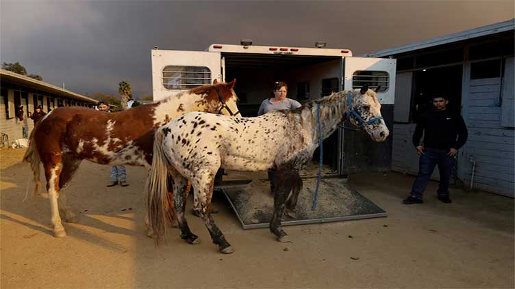 Animal rescuers care for LA fire evacuees - dogs, donkeys, horses