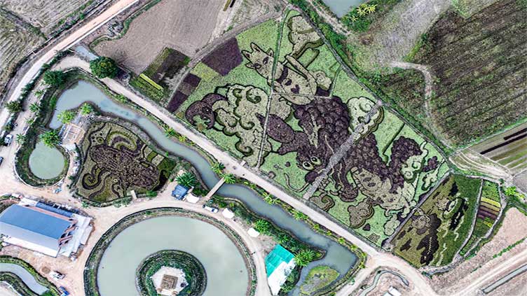 Thai rice fields transformed into vibrant art depicting red dragon, feline deity  