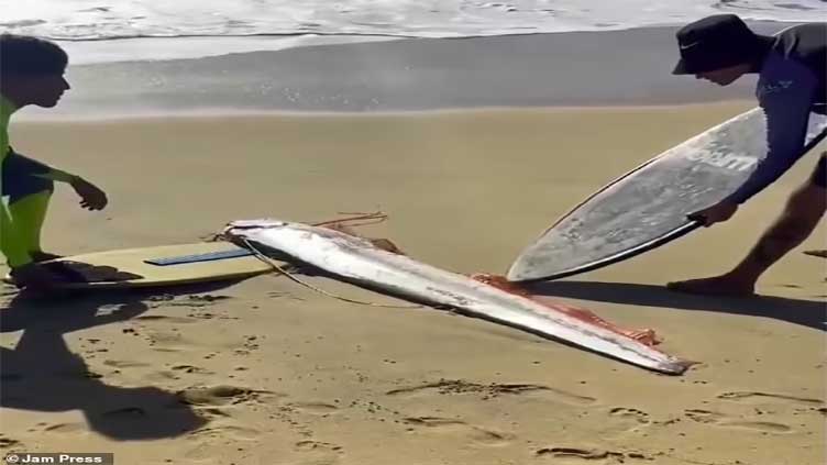 'Doomsday' fish found on beach sparks fears of looming disaster