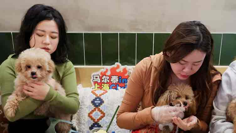 Shanghai celebrates Lunar New Year with a dogs' dinner