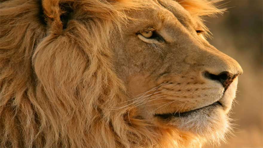 Three land in hospital after being mauled by runaway lion