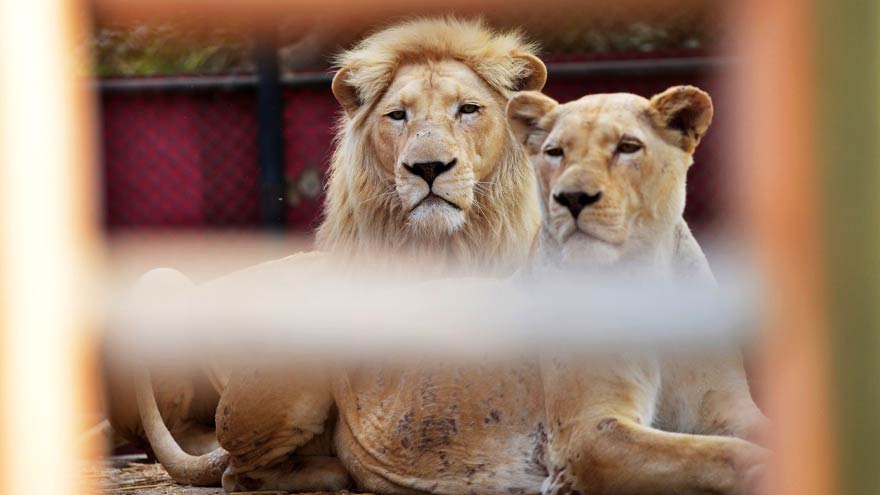 Punjab cracks down on illegal lion ownership, 13 lions seized