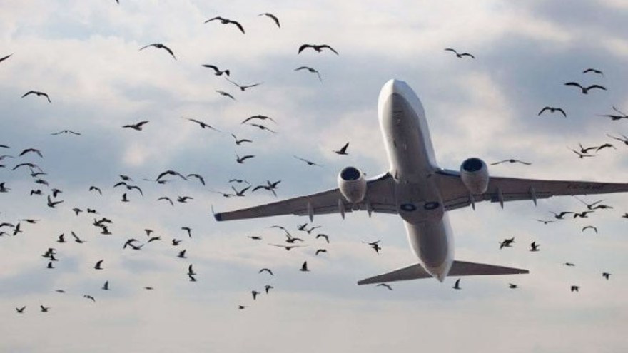 Bird strike forces emergency landing of Lahore-Skardu flight with 149 passengers
