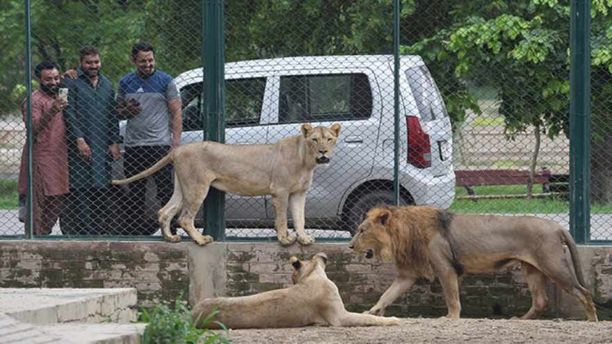 Pakistan confiscates 18 lions kept as pets in crackdown after attack