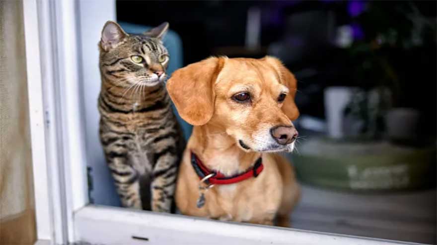 Cat, dog owners want future tech to translate what their pets saying