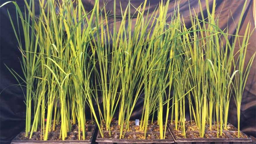 Scientists working how to grow rice on Moon, Mars 