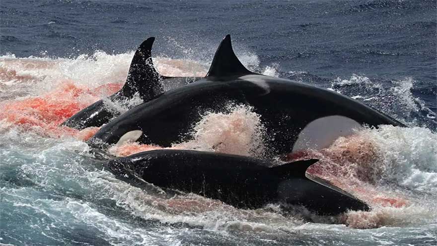 Killer whales giving fish to humans worldwide – what's going on?