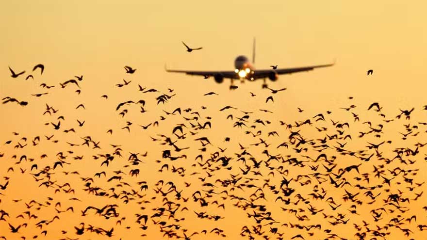 New NOTAM issued amid presence of birds around Lahore airport