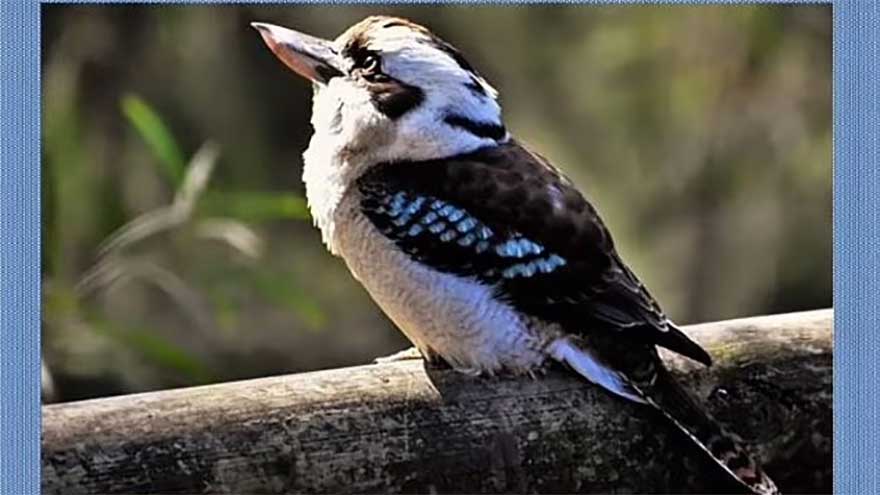 This photo of bird has second creature hidden in it - so, can you spot it?