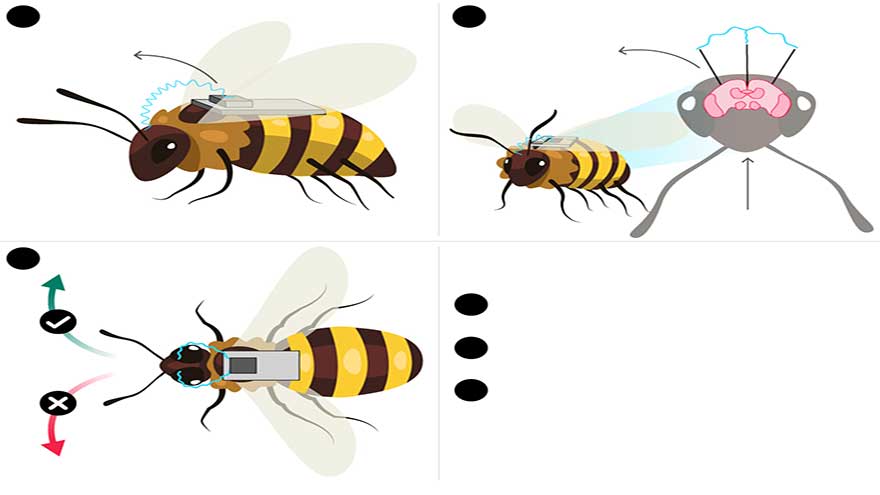 China creates remote-controlled cyborg bees that could be used for secret spy missions