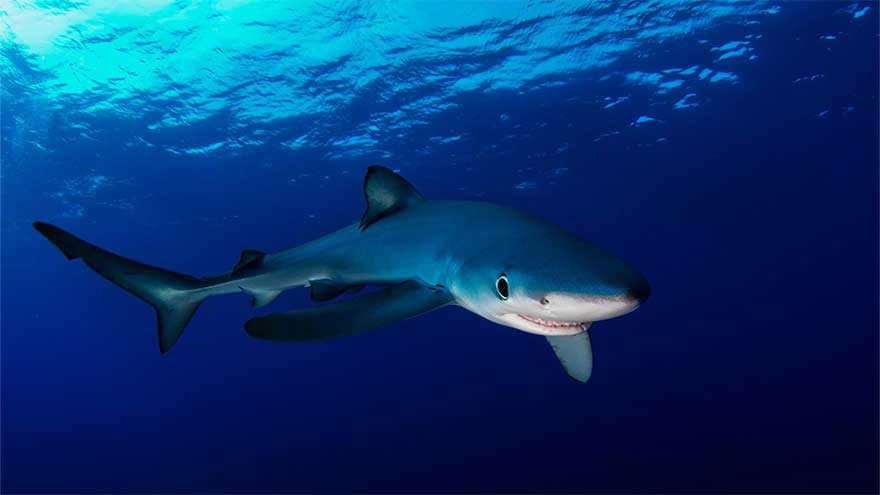 Sharks don't just glow blue  they use nanotech to shift colour underwater