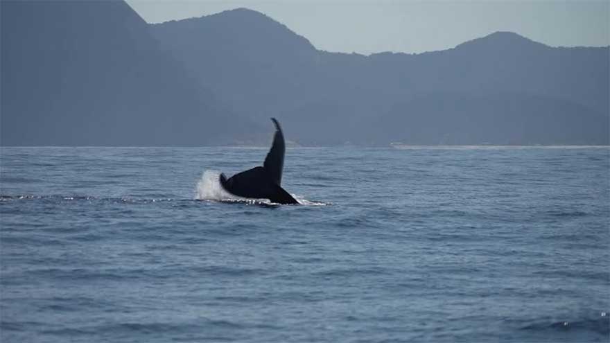 Dunya News Whales make waves in Rio with early arrivals and growing numbers