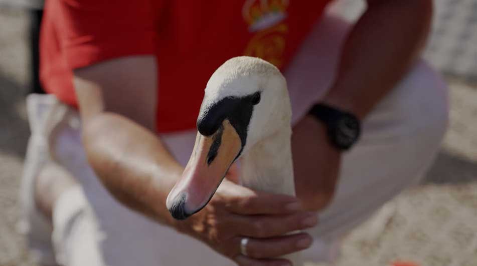 Britain's annual swan count begins on the River Thames
