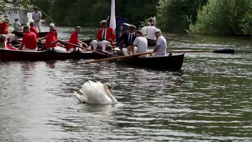 Britain's annual swan count begins on the River Thames