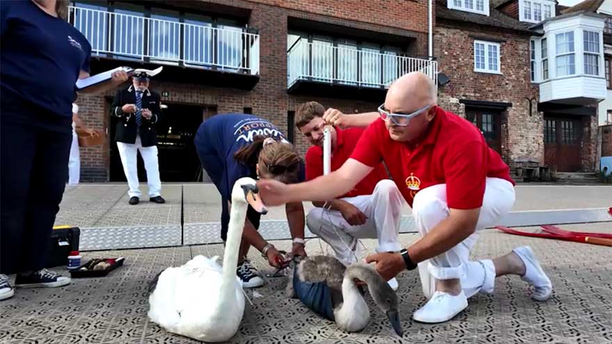 Britain's annual swan count begins on the River Thames