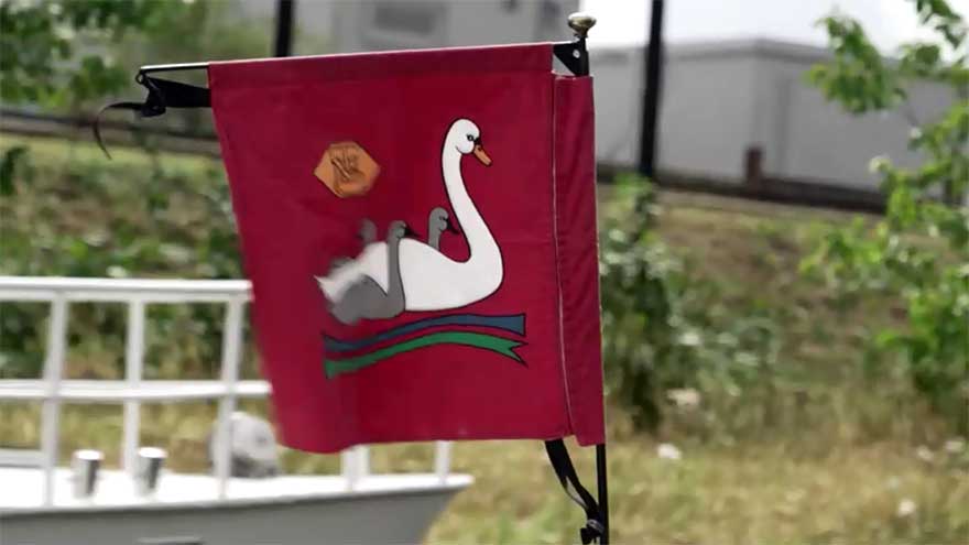 Britain's annual swan count begins on the River Thames