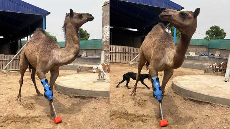 A year after maiming, camel walks again with prosthetic limb