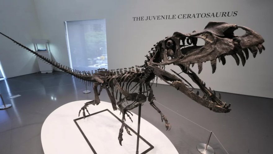 Largest piece of Mars on Earth fetches $5.3 million at auction, but young dinosaur steals the show