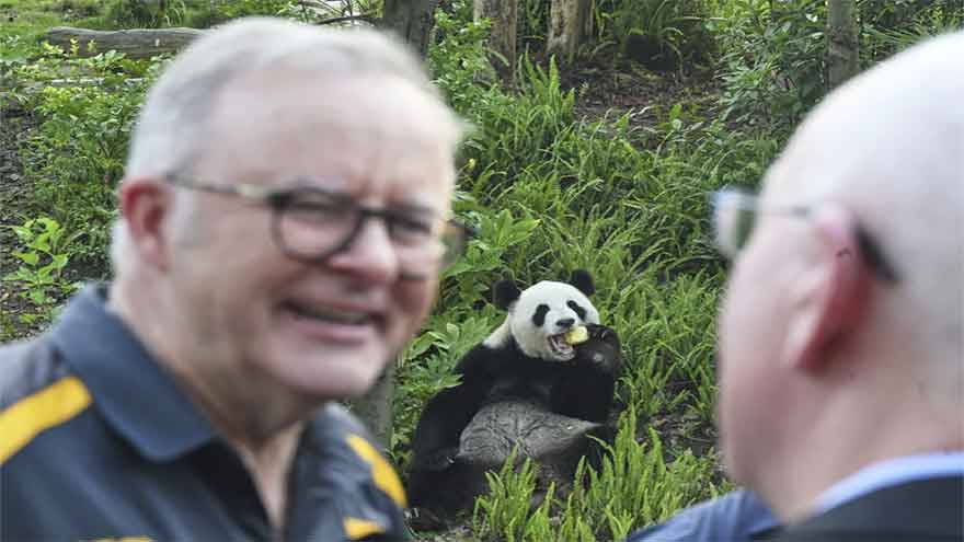 Australian prime minister indulges in panda diplomacy as state visit in China nears end