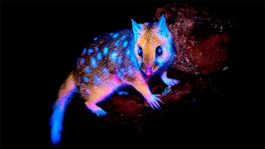 Creature captured on camera lights up in neon blue