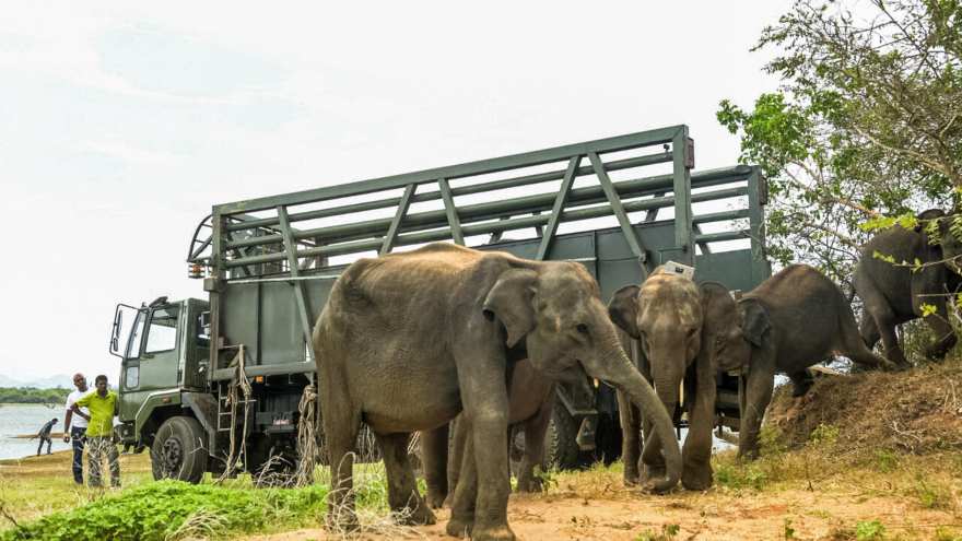 Three Sri Lankan elephants killed in blow to conservation efforts