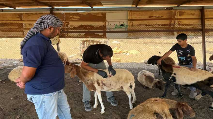 Israeli settlers accused of killing 117 sheep in West Bank attack