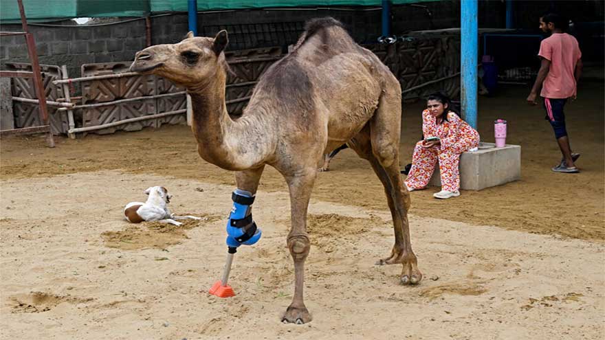 Pakistani camel relearns to walk with prosthetic leg
