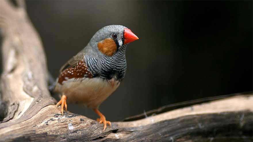 Artificial light affects bird brains like a pollutant
