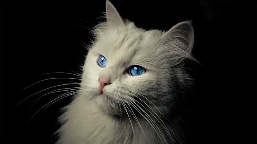 Cats dislike water