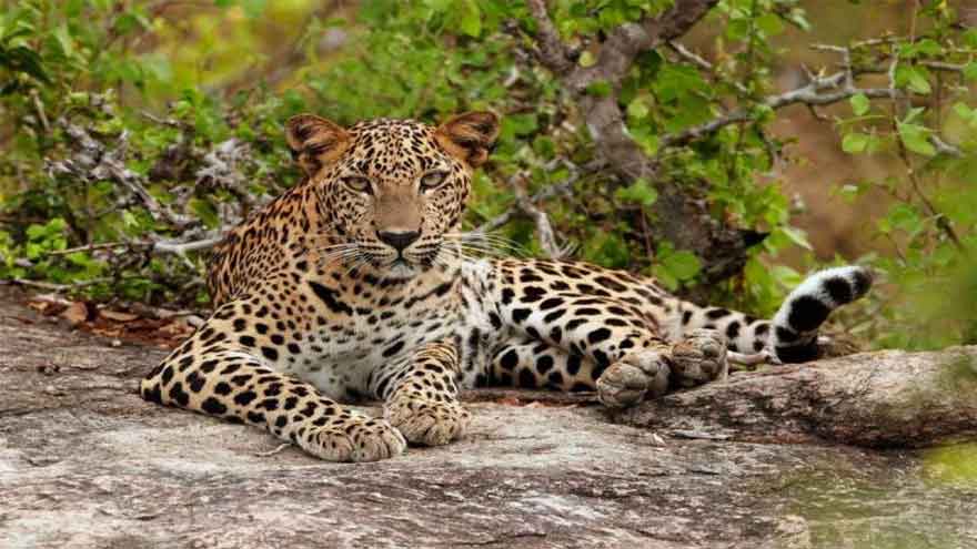 Teen survives leopard attack in AJK village a day after girl mauled to death
