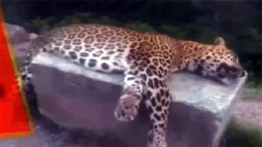 Leopard that killed eight-year-old girl in Jhelum Valley shot dead