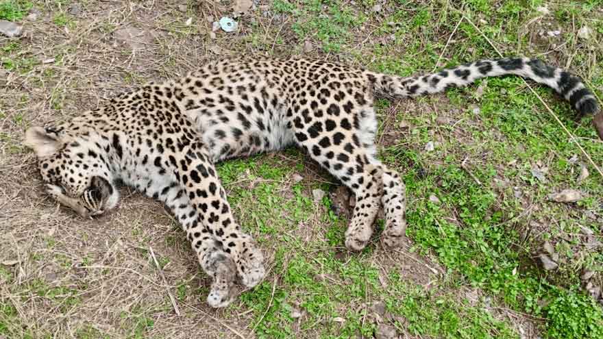 Leopard that killed eight-year-old girl in Jhelum Valley shot dead