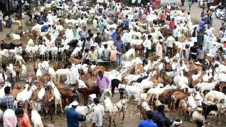 Cattle markets packed as buyers hunt for sacrificial animals