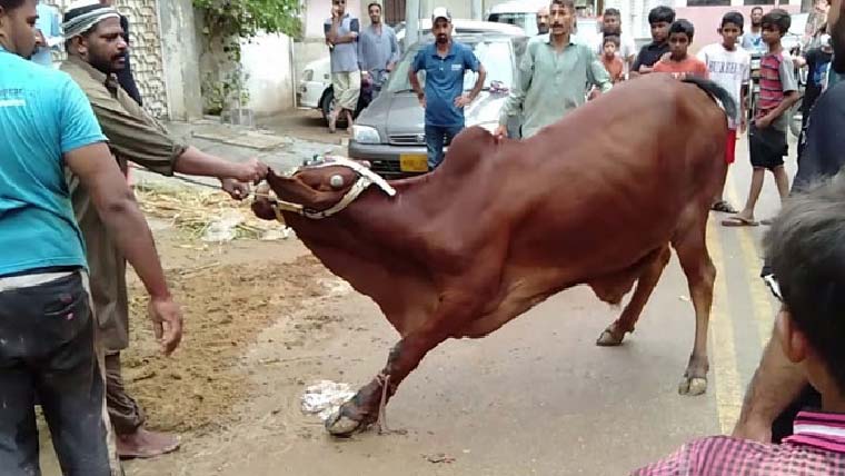 عید پر 69 لاکھ 77 ہزار جانوروں کی قربانی کی گئی: پاکستان ٹینریز ایسوسی ایشن