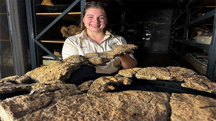 What did the biggest dinosaurs eat?