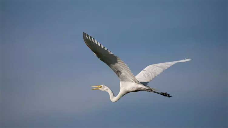 Scientists track egret's 38-hour flight from Australia to PNG