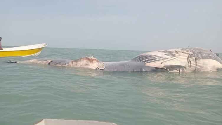 Blue whale found dead in Balochistan's Gwatar Bay