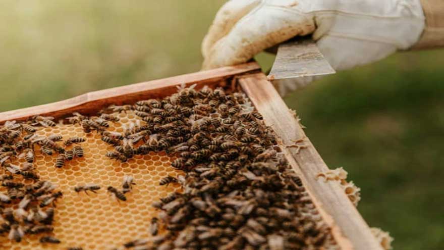 Angry man sets bees on police during routine traffic stop