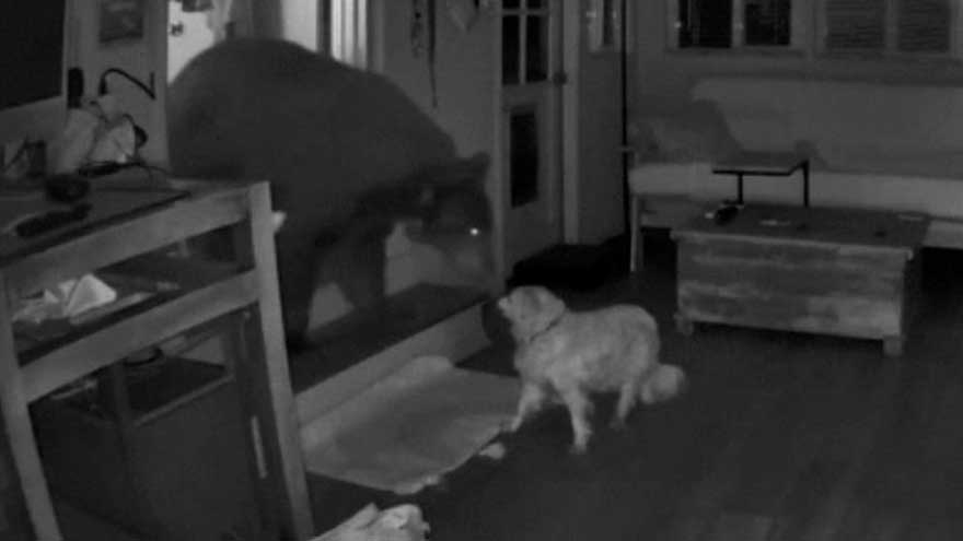 When pet dog defends home from bear attack 