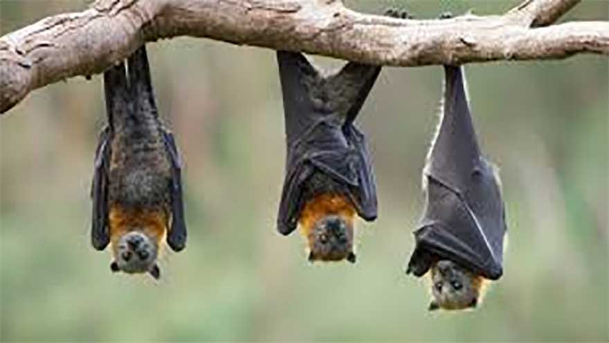 New viruses discovered in bats: should we be worried?